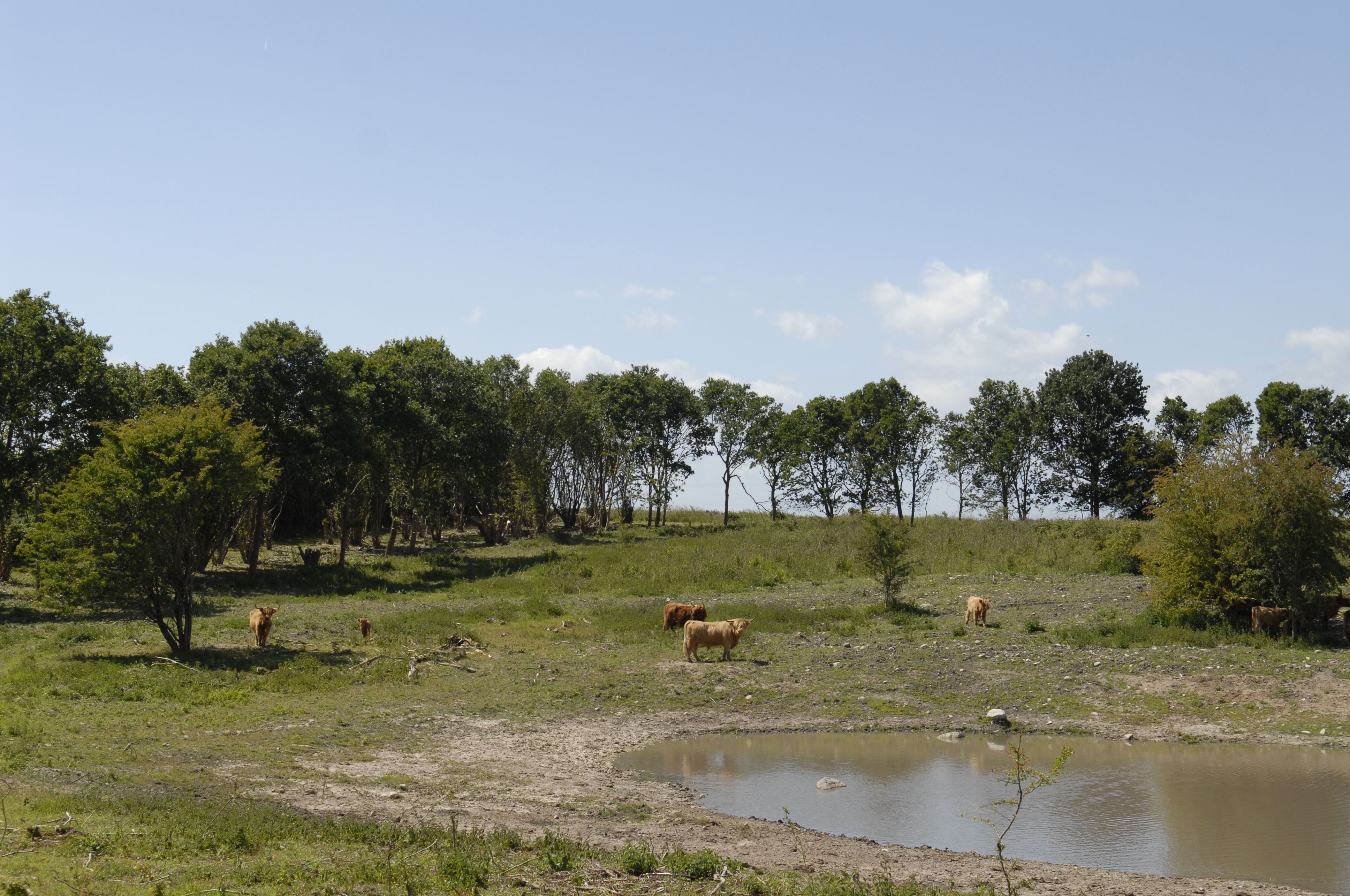 Køer på Cassanova Bakkerne - naturpleje.
