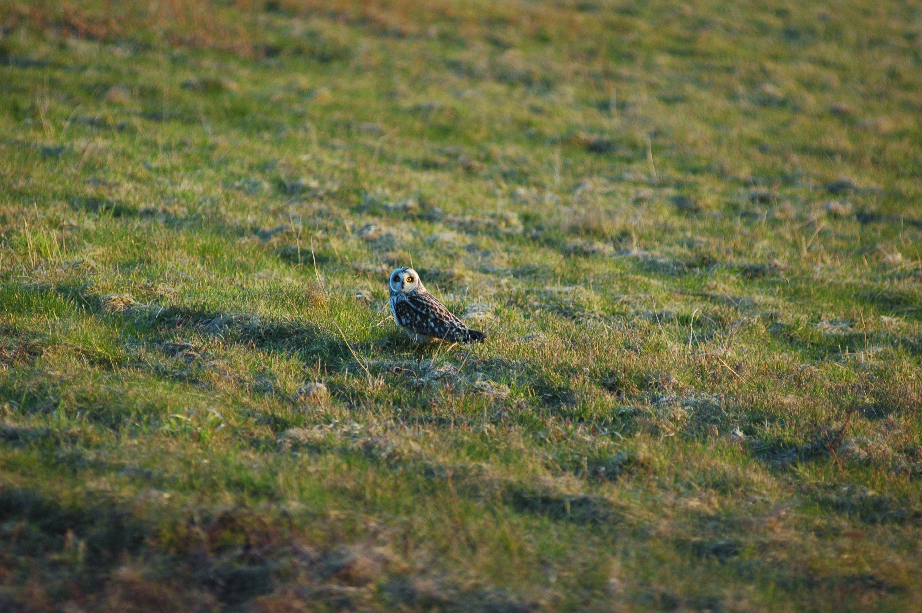 Mosehornuglen både yngler og overvintrer på øerne i Øhavet.
