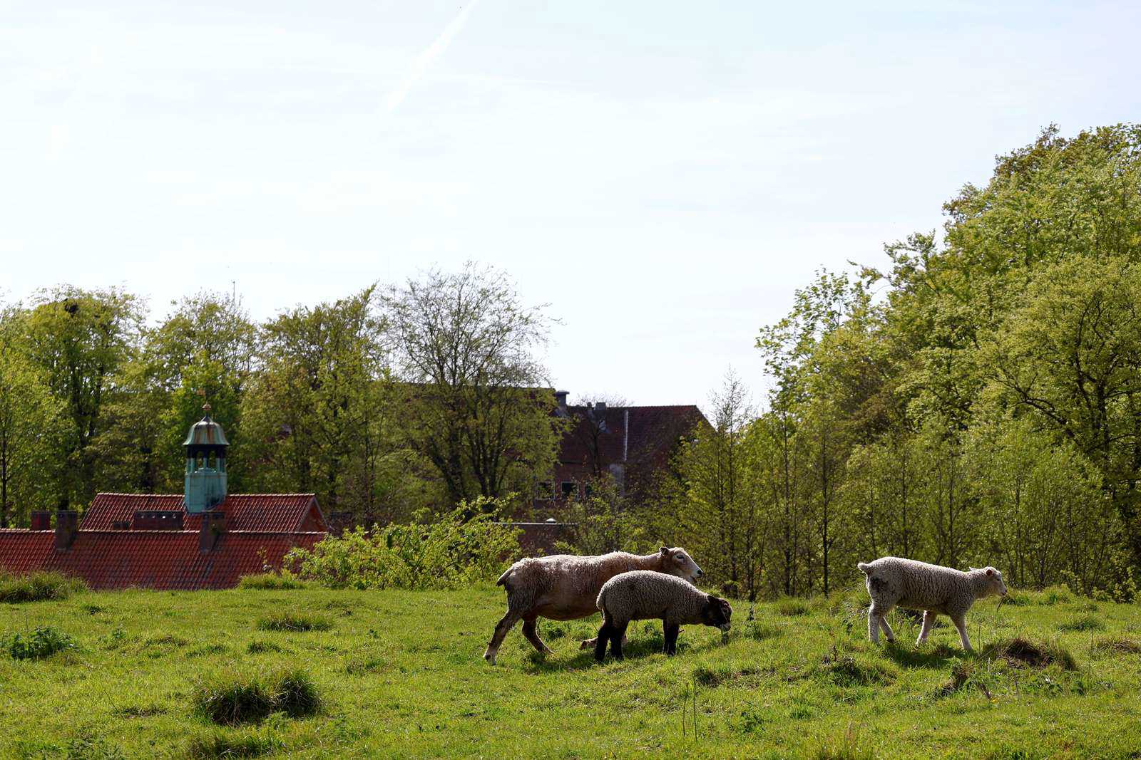 Græssende får på Ørkild Voldsted med Caroline Amalielund i baggrunden.