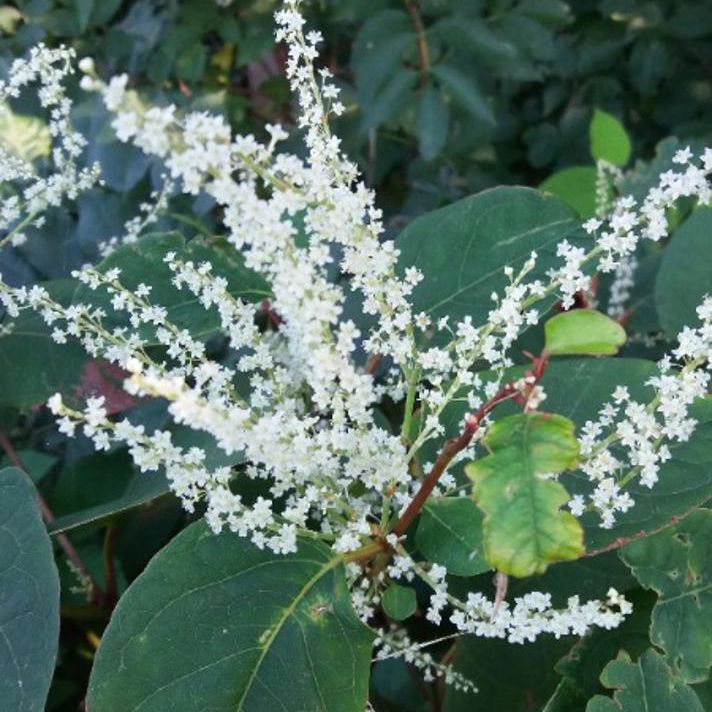 Pileurt i blomst med hvide små blomster