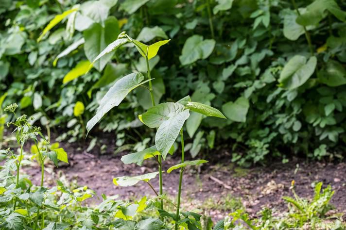 Små skud af kæmpepileurt
