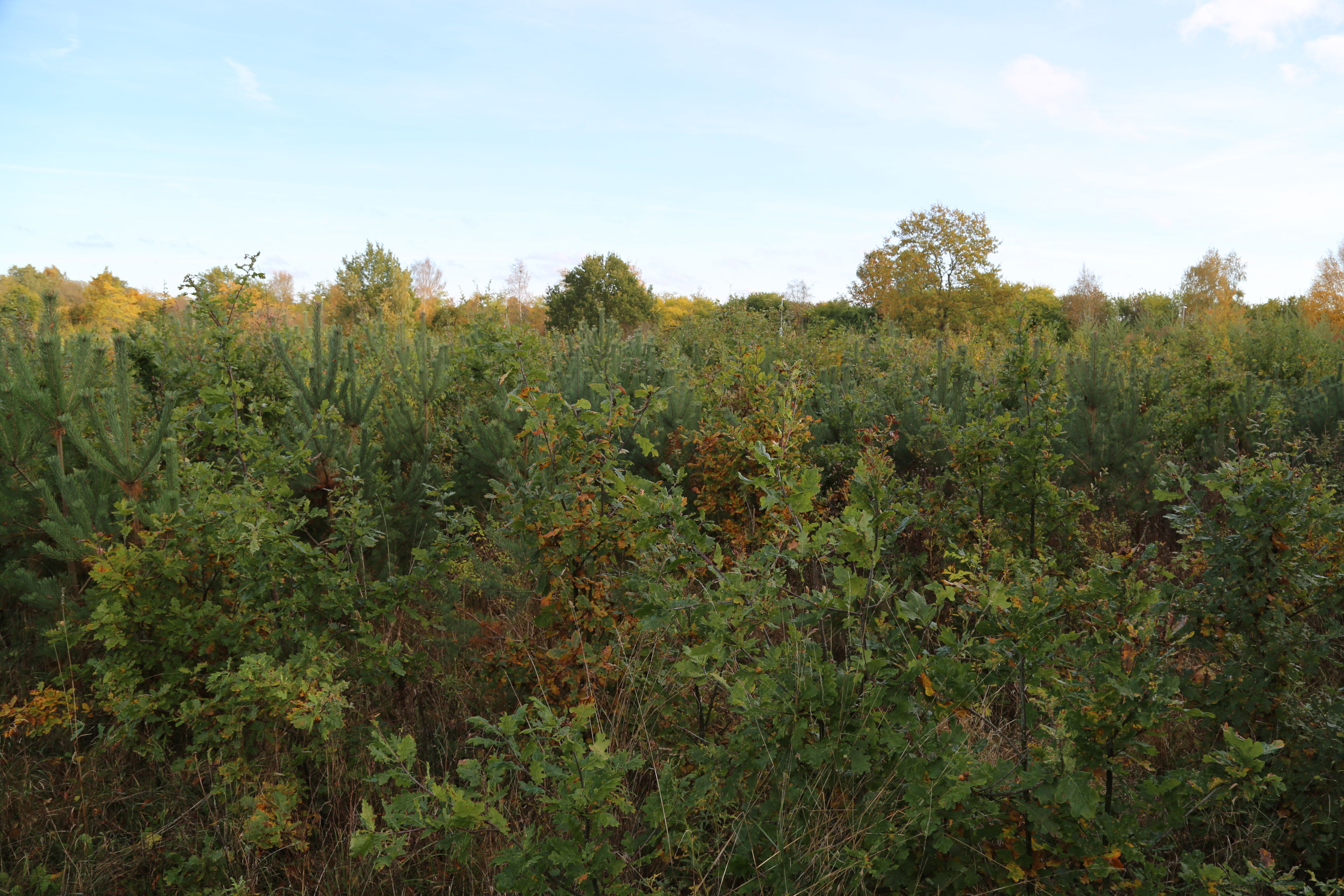 Tæt og lav beplantning med blandede unge træer 5 år efter plantning. Større træer i baggrunden. Efterårsfarver.