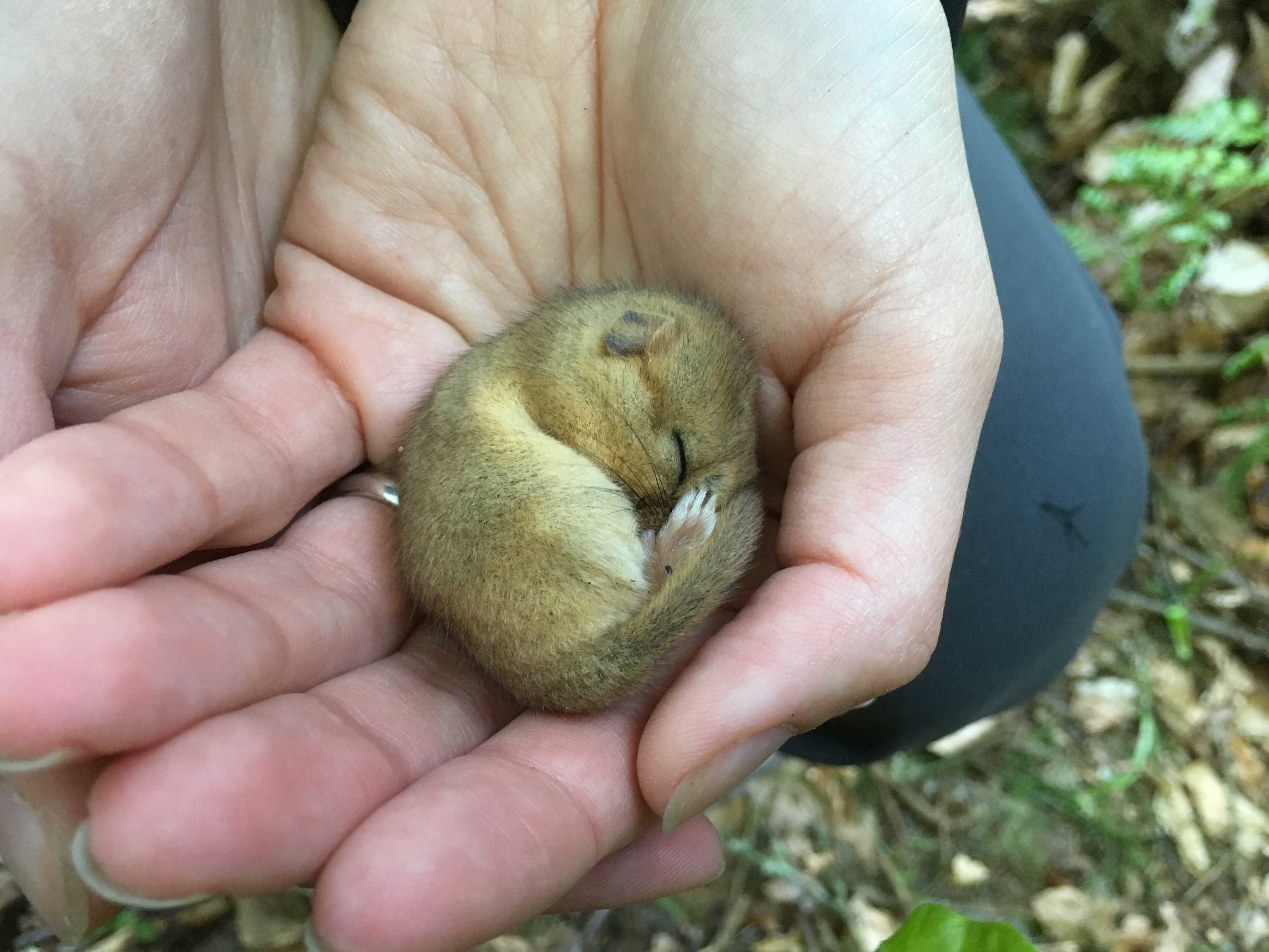 Hasselmusen ruller sig helt sammen, når den sover vintersøvn.
