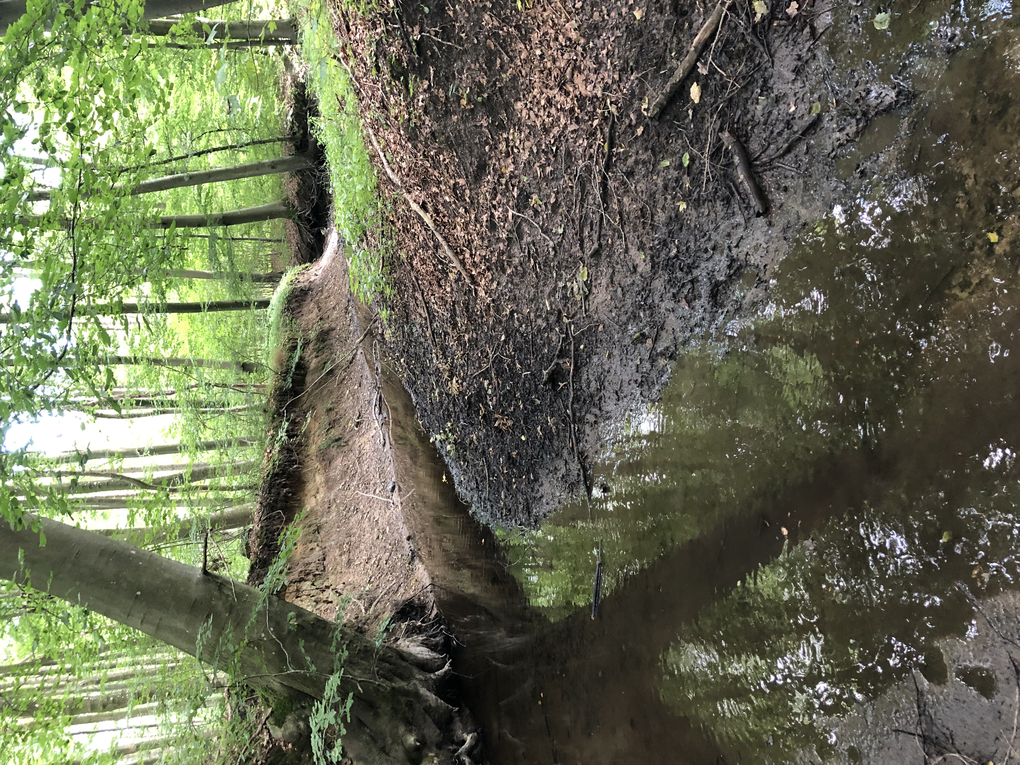 En del af projektstrækningen Hundstrup Å som løber gennem bøgeskov