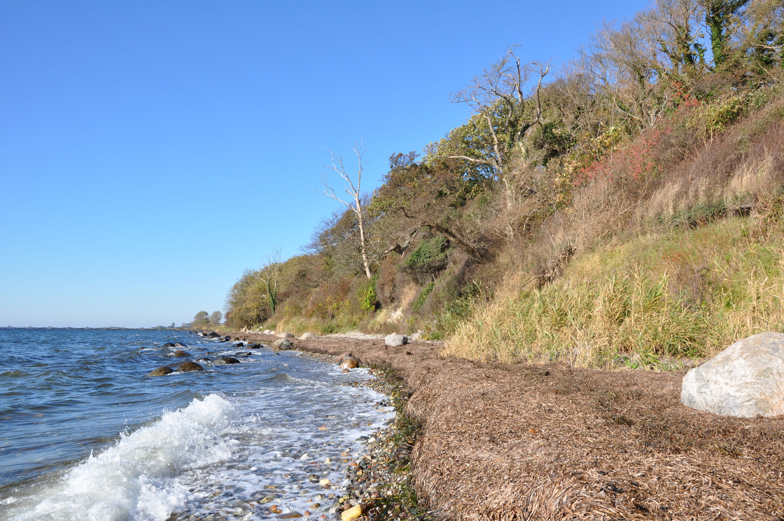 Præstens Skov ved Ballen er en stævningsskov. Skoven er også præget af sin nærhed til kysten med store vedbend.