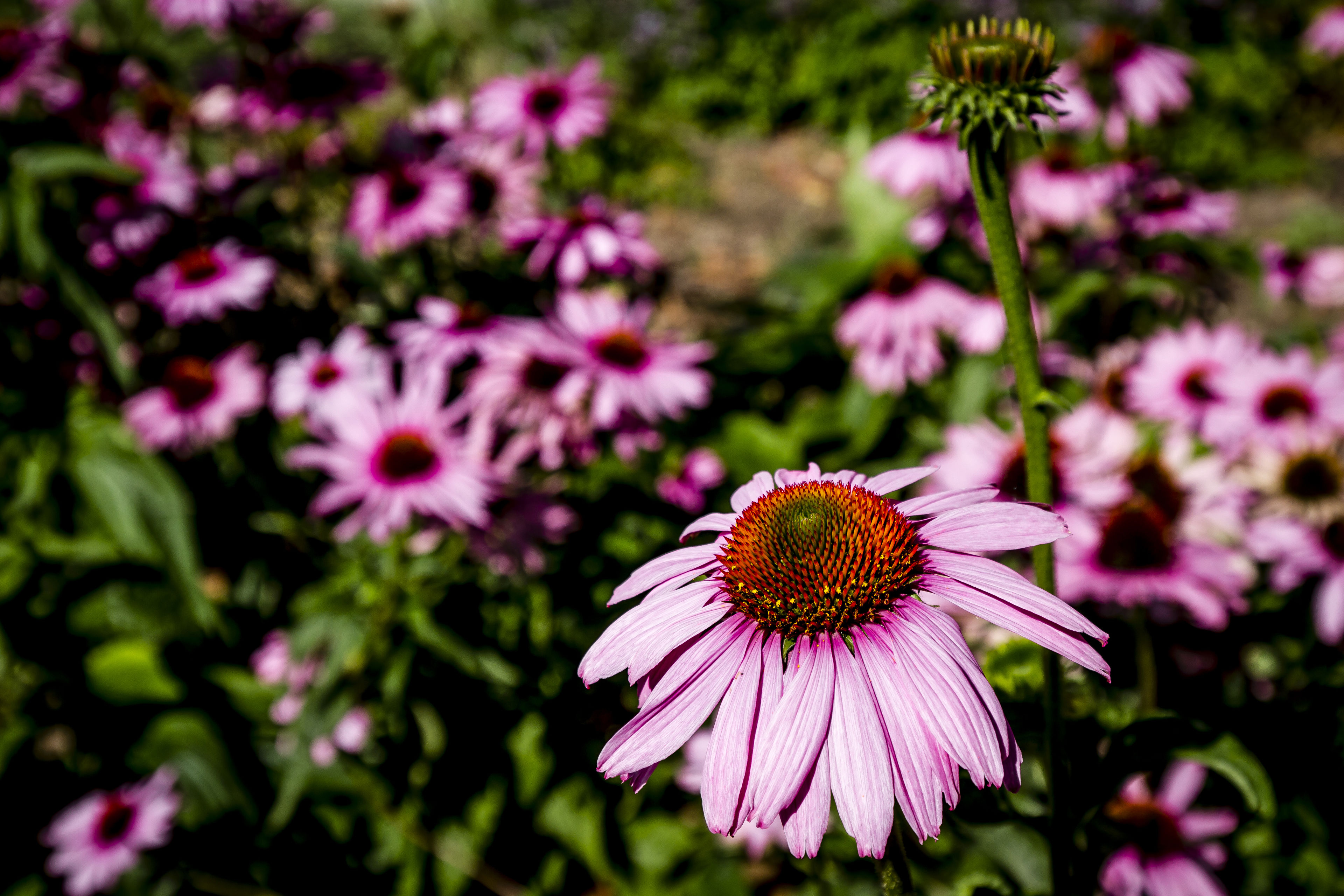 Purpursolhat i Krøyers Have