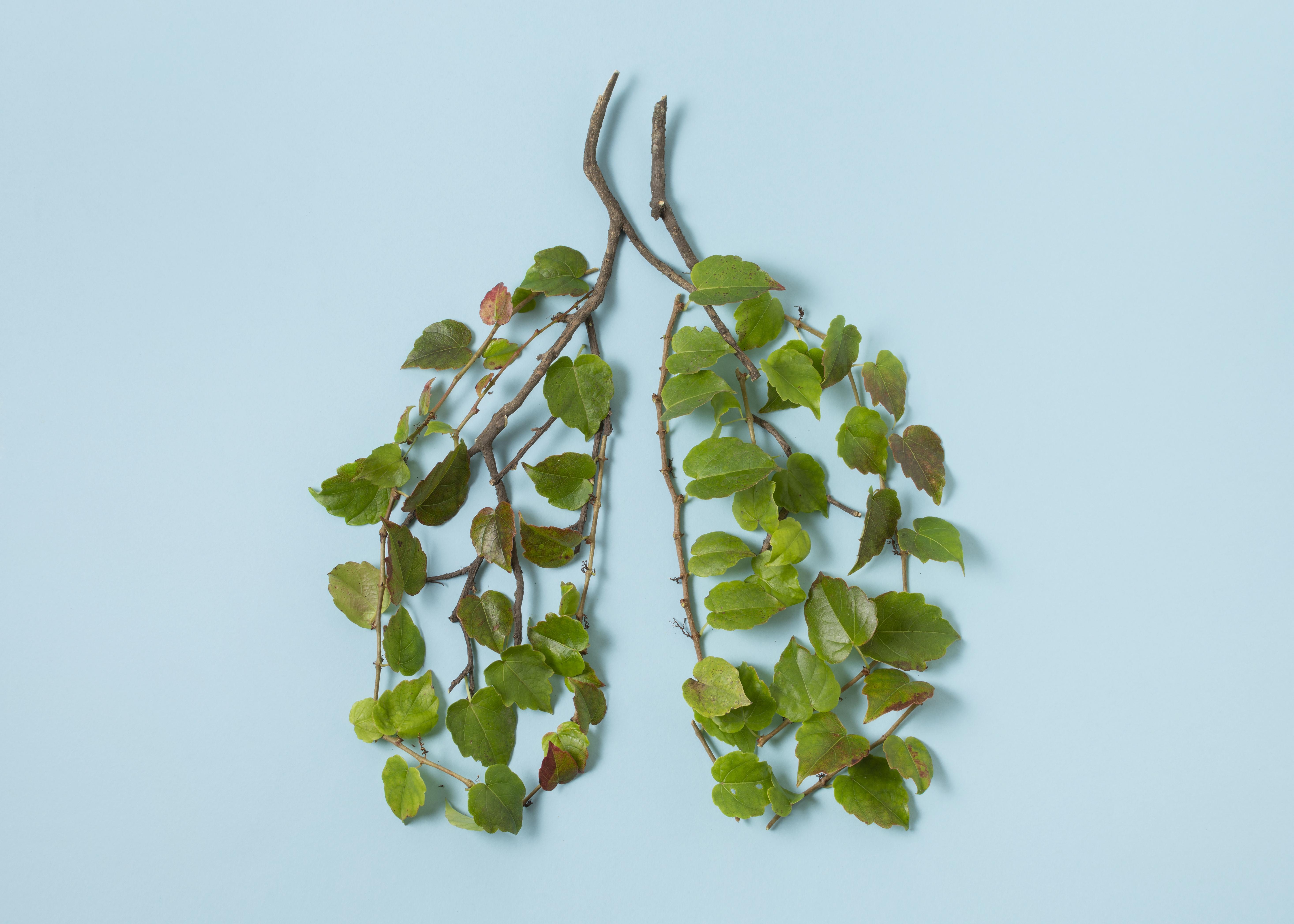 To grene med grønne blade på - formet som lunger