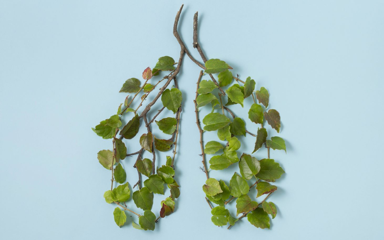 To grene med grønne blade på - formet som lunger