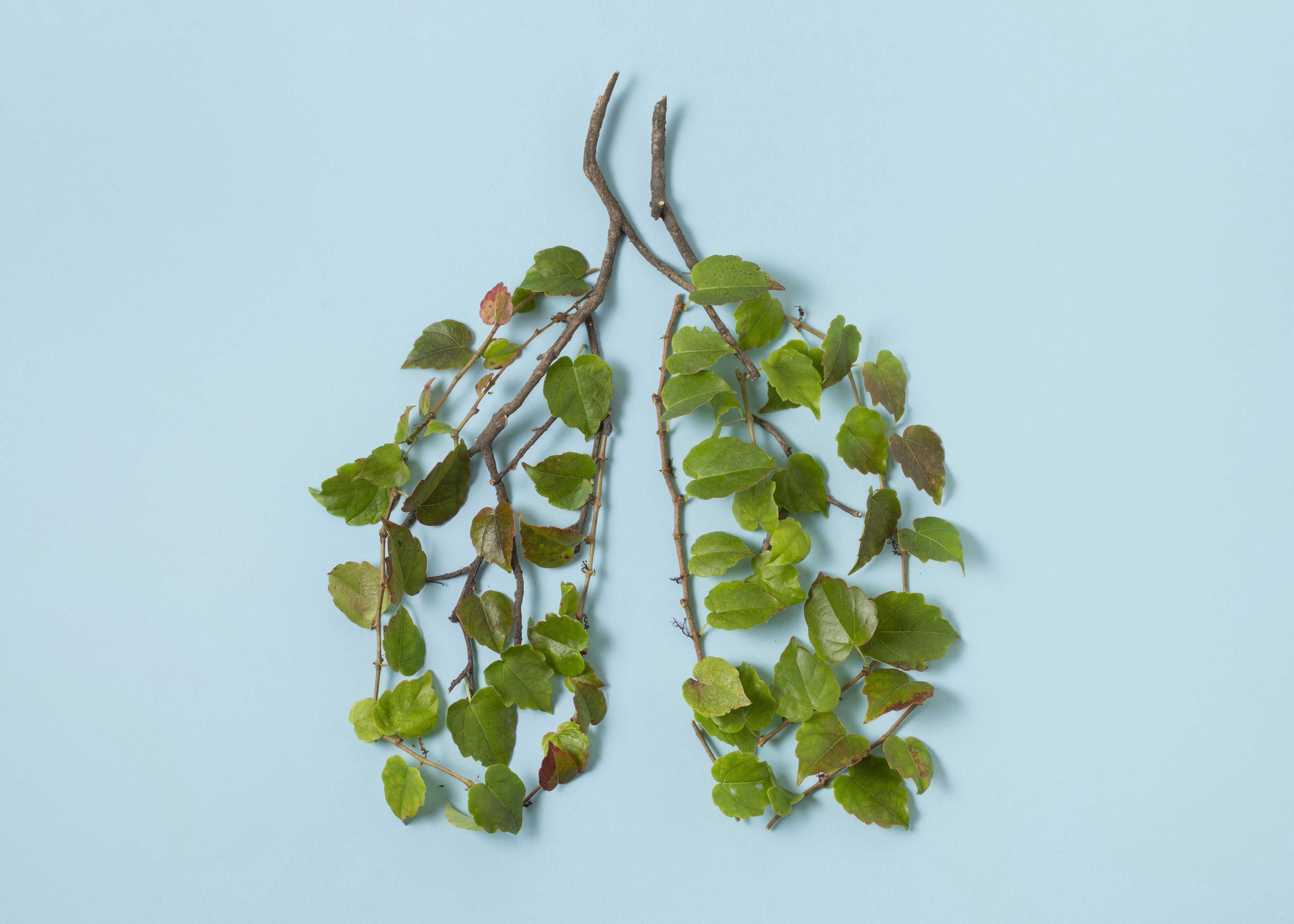 To grene med grønne blade på - formet som lunger