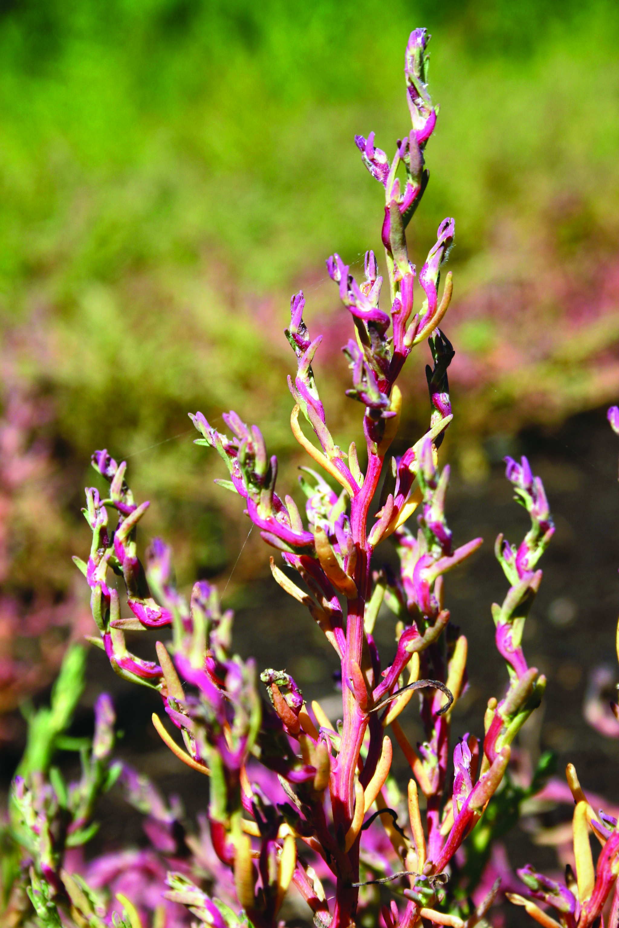 Tangurt farver strandengene røde om efteråret. Den kan kendes på de snoede stængler.