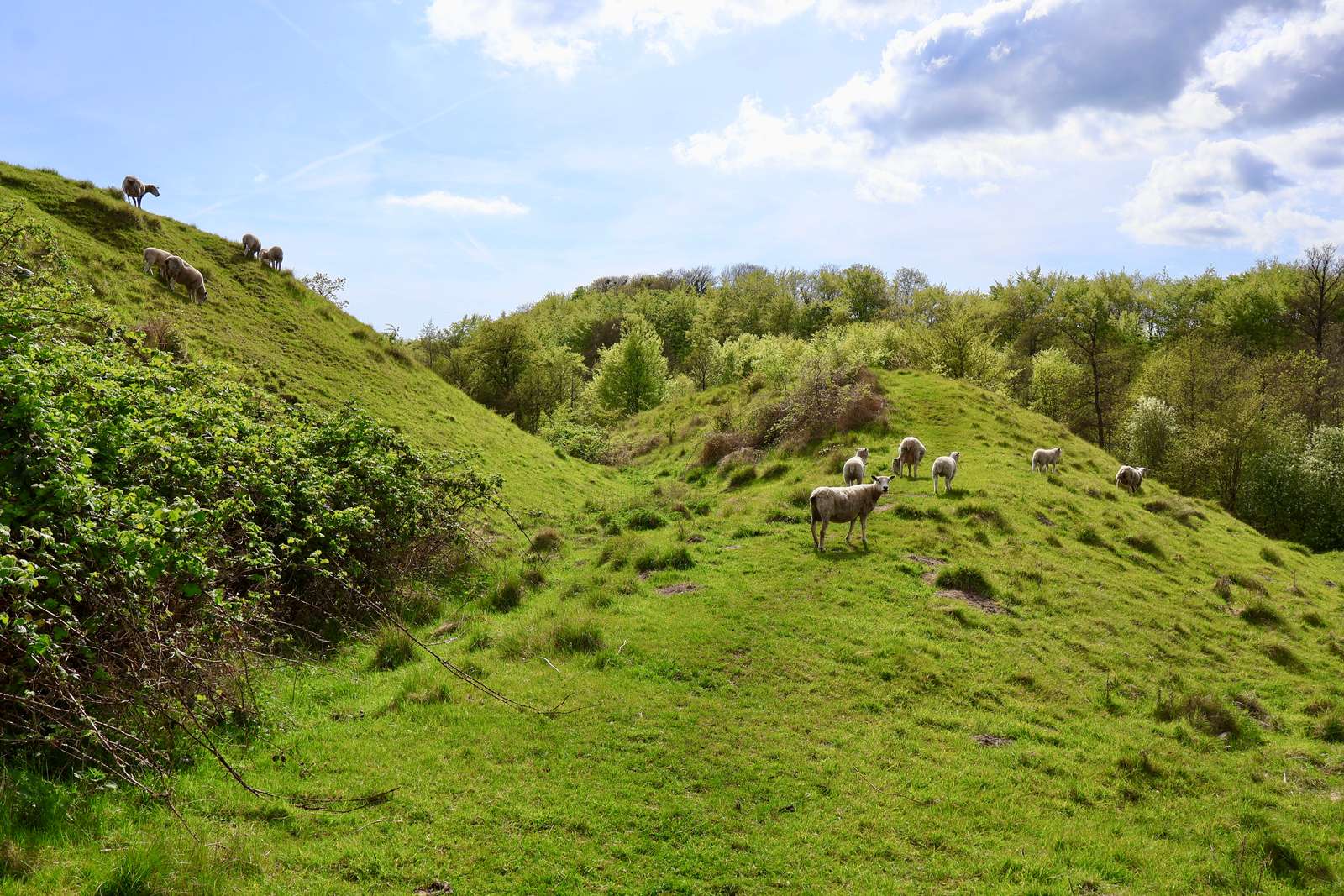 Græssende får på Ørkild Voldsted.