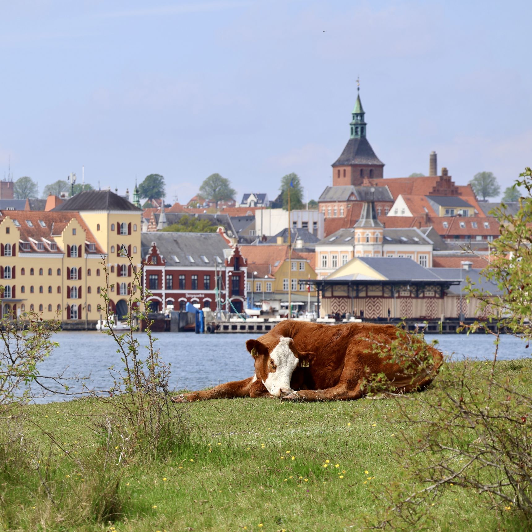 Ko, der hviler sig på Skansen - med udsigt til Svendborg.