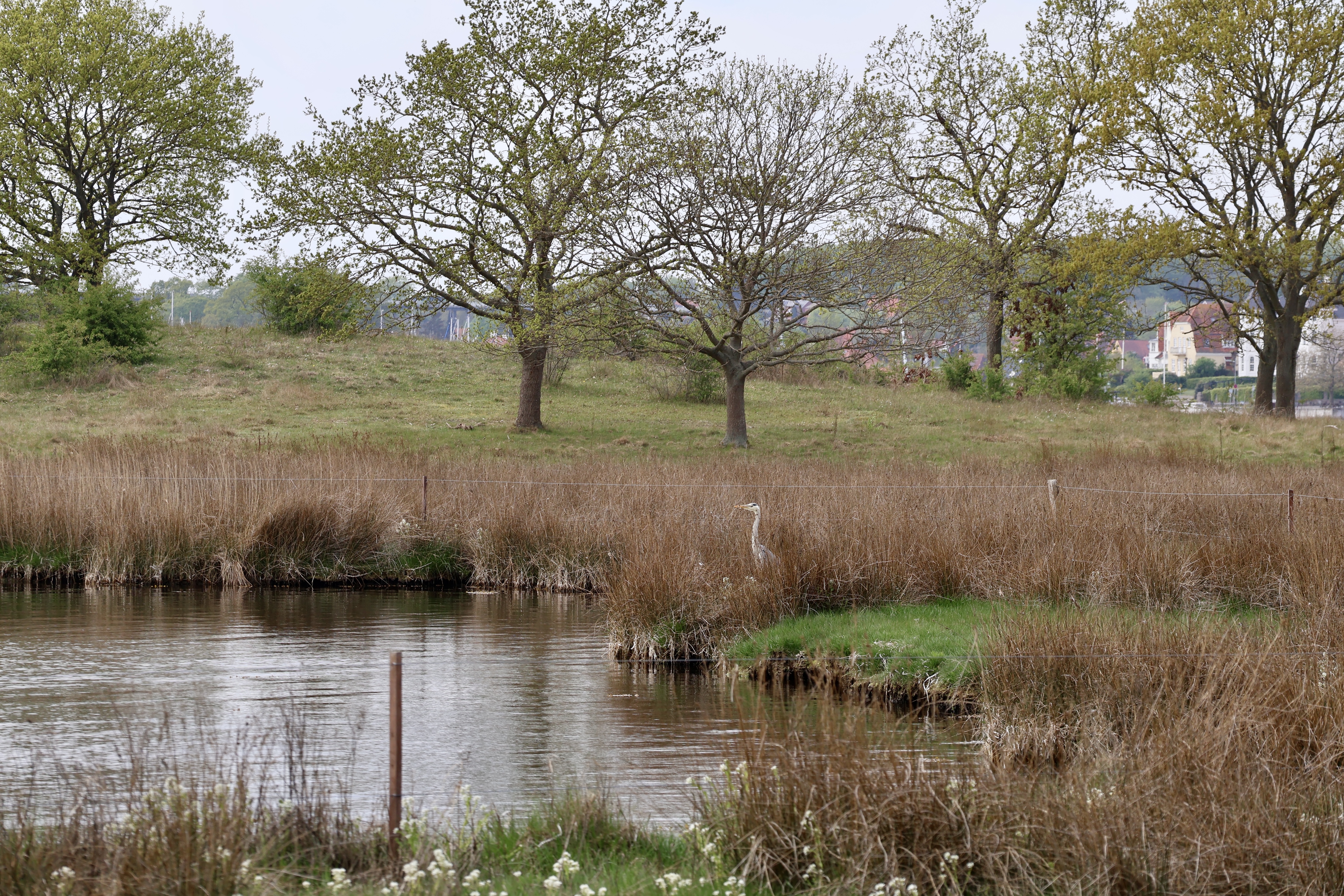 Der er rig mulighed for at spotte fugle i området.