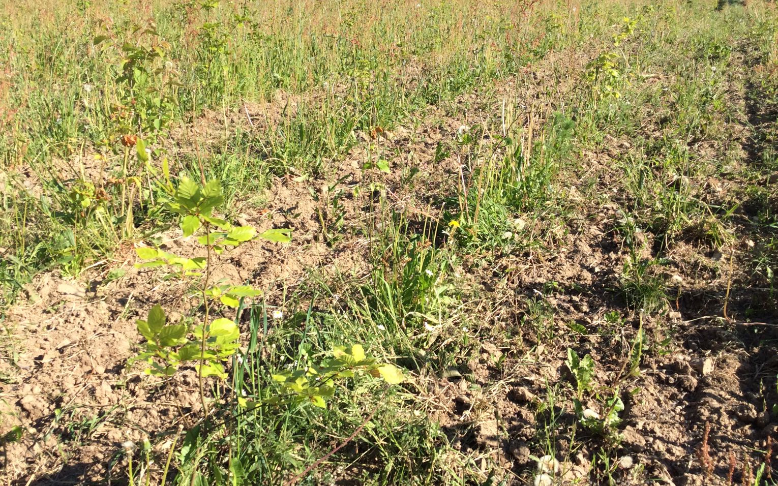 Nyplantet skov på mark. I forgrunden et lille nyudsprunget bøgetræ