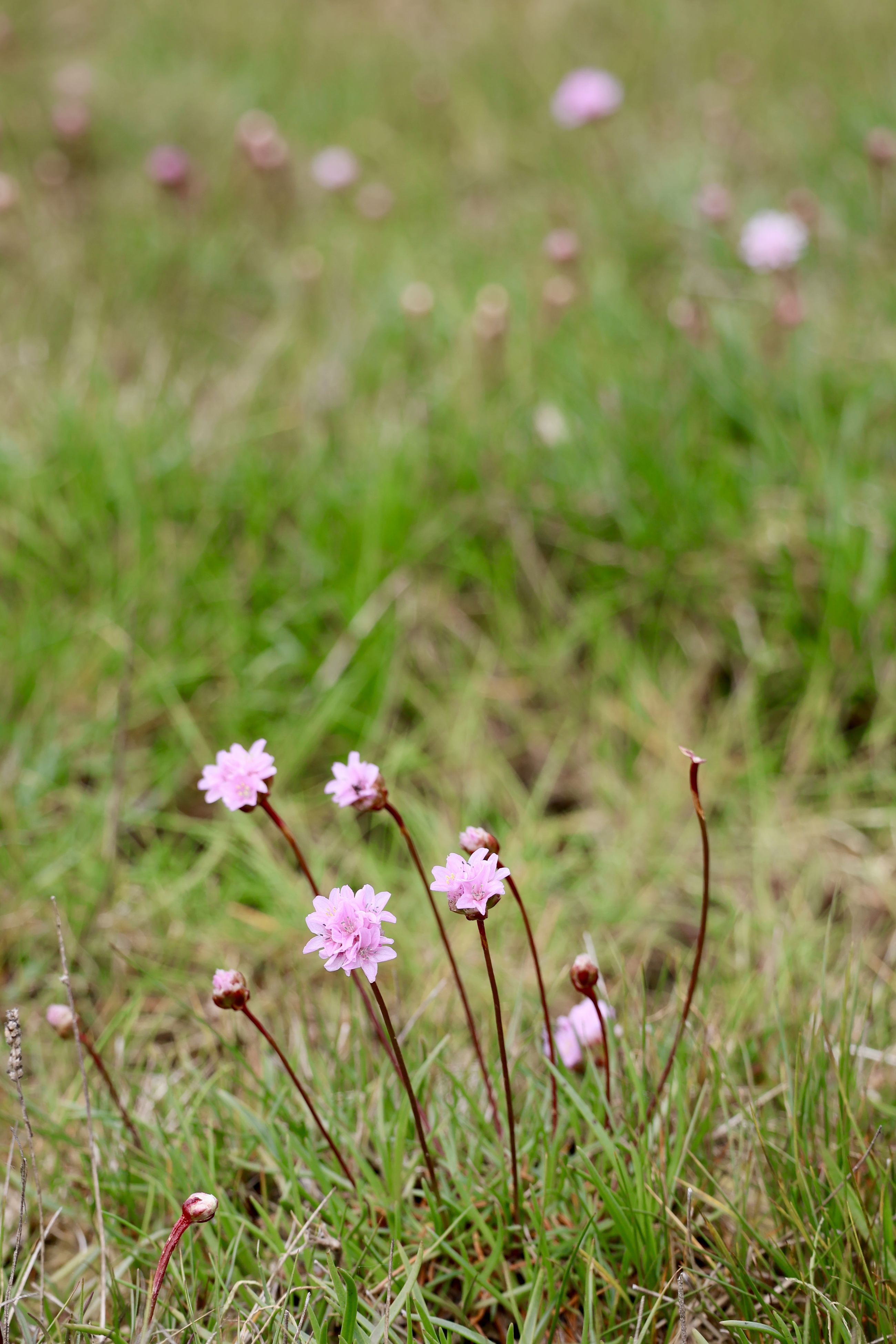 Engelskgræsset står som et lyserødt bælte på strandoverdrevet mellem den fugtige og salte strandeng og det tørre overdrev.