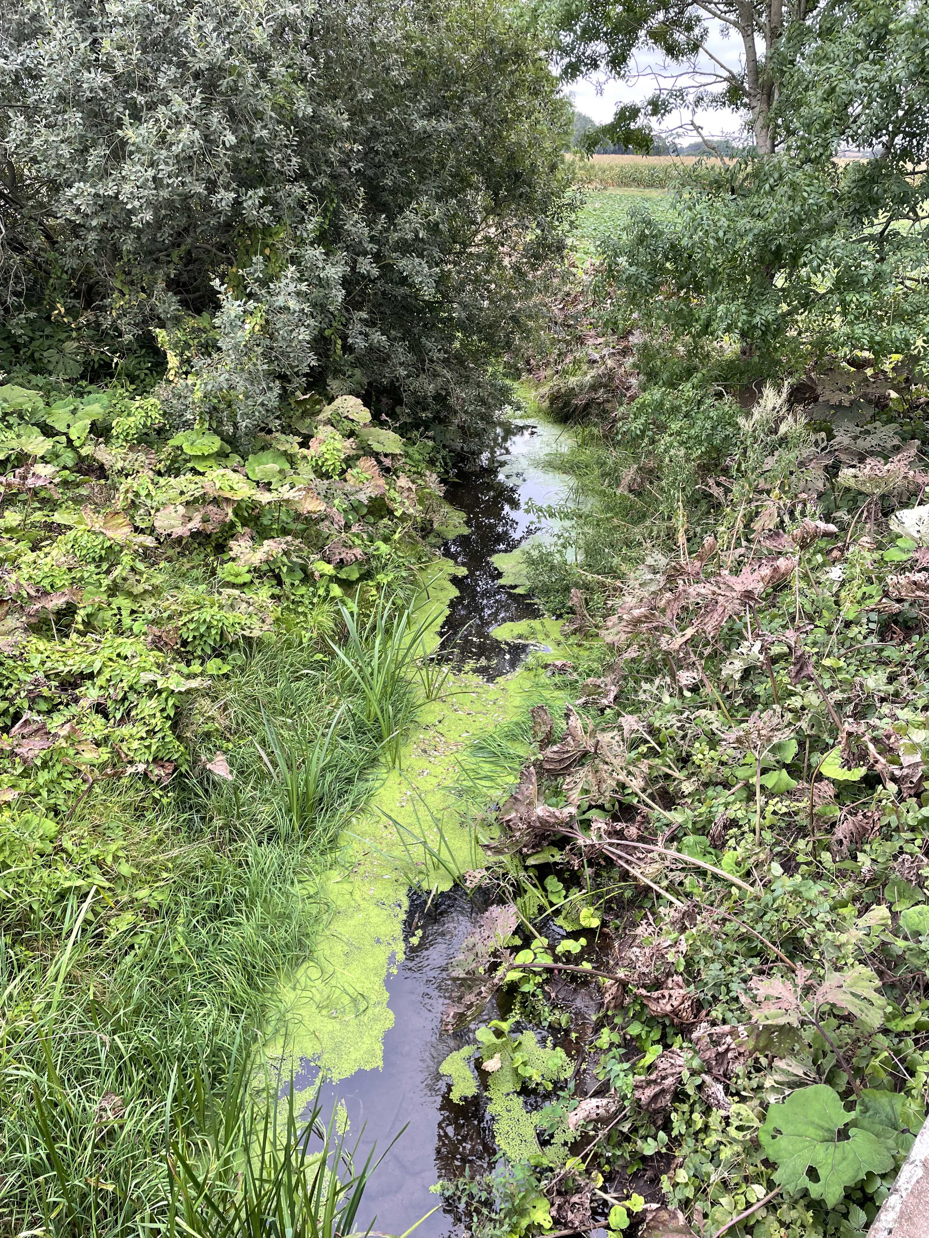 En del af projektstrækningen Hørup Å, hvor åen er smal og med blandet vegetation inklusiv Hestehov på begge sider