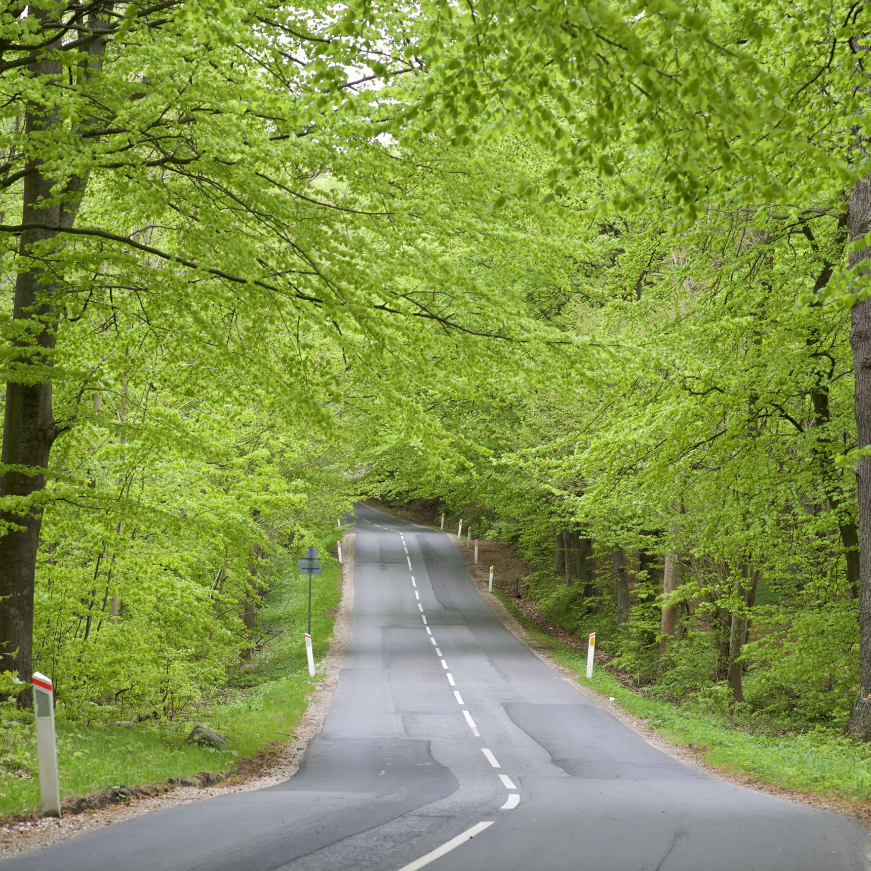 Vej igennem grøn skov